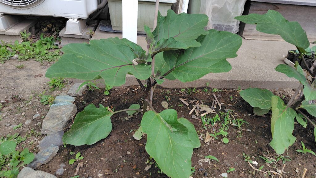 植付後1カ月の米ナス苗