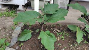 植付後1カ月のナス苗