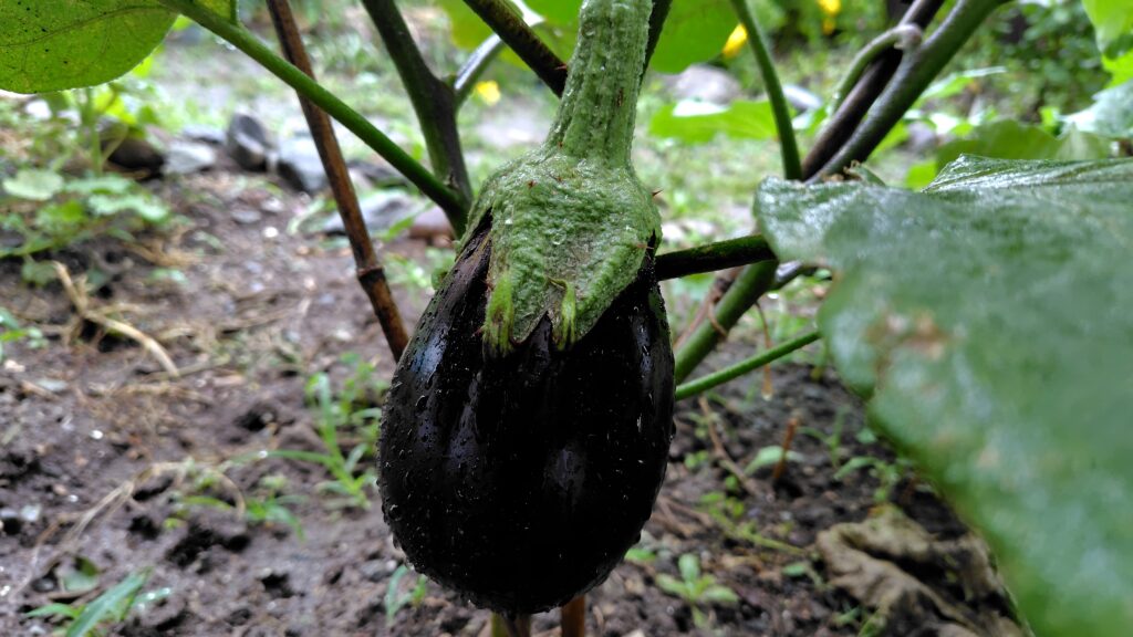 生長した米ナスの実