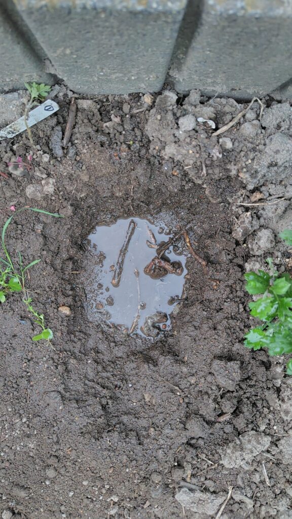 根張りをよくするために植付ける穴に水を注ぎ入れます。水が引くのを待って植付けます。