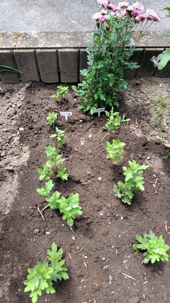 7月26日植付完了